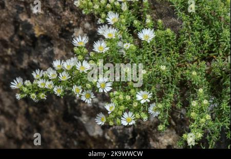 Weißer Heidestern, Symphyotrichum ericoides, blühend. Aus den USA. Stockfoto