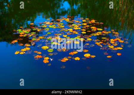 Seerosenteich in der Herbstsaison . Nymphaeaceae Pflanzen an der Wasseroberfläche Stockfoto