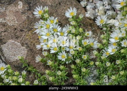 Weißer Heidestern, Symphyotrichum ericoides, blühend. Aus den USA. Stockfoto