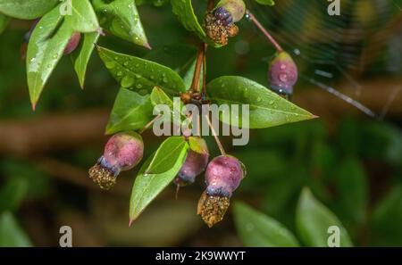 Früchte der Gemeinen Myrte, Myrtus communis, im Herbst. Stockfoto