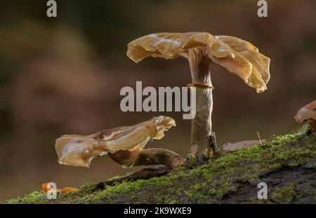 Honigpilz, Armillaria mellea, wächst auf alten gefallenen Stamm. Stockfoto