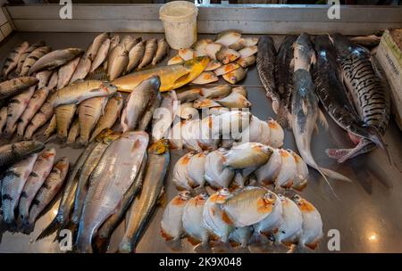 Sorten von Süßwasserfischen aus dem Amazonas auf dem Fischmarkt. Manaus, Amazonas, Brasilien. Stockfoto