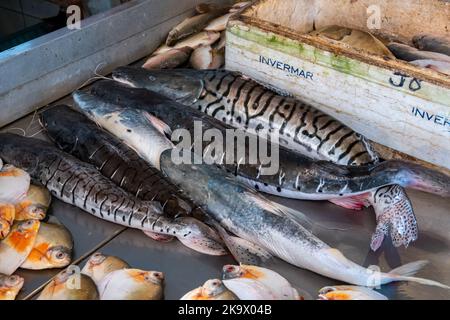 Sorten von Süßwasserfischen aus dem Amazonas auf dem Fischmarkt. Manaus, Amazonas, Brasilien. Stockfoto