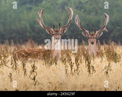 Zwei Damhirsche (Dama dama) in der Morgendämmerung im Bio-Weizenfeld Essex Stockfoto