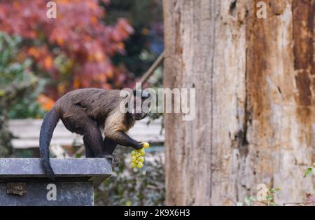 Affe genießt die Trauben in Tiergehege im Zoo Zagreb wenige Tage vor Halloween, in Zagreb, Kroatien, am 30. Oktober 2022. Foto: Josip Regovic/PIXSELL Credit: Pixsell Foto- und Videoagentur/Alamy Live News Stockfoto