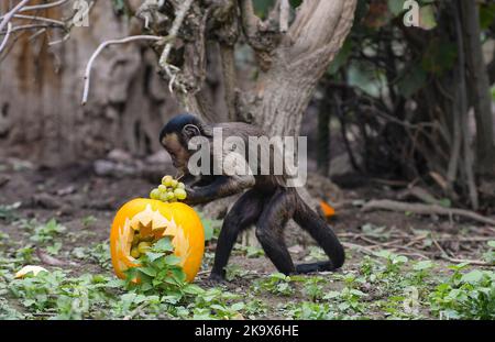 Affe genießt die Trauben in Tiergehege im Zoo Zagreb wenige Tage vor Halloween, in Zagreb, Kroatien, am 30. Oktober 2022. Foto: Josip Regovic/PIXSELL Credit: Pixsell Foto- und Videoagentur/Alamy Live News Stockfoto