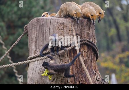 Affe genießt die Trauben in Tiergehege im Zoo Zagreb wenige Tage vor Halloween, in Zagreb, Kroatien, am 30. Oktober 2022. Foto: Josip Regovic/PIXSELL Credit: Pixsell Foto- und Videoagentur/Alamy Live News Stockfoto
