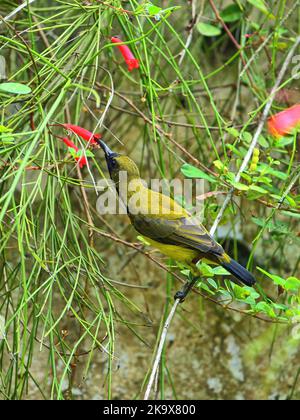 Nahaufnahme eines männlichen Sonnenvogels mit Olivenrückenbedeckung Stockfoto