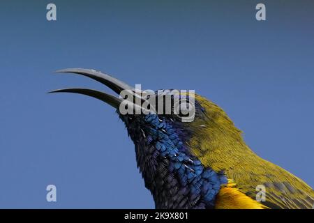 Nahaufnahme eines männlichen Sonnenvogels mit Olivenrückenbedeckung Stockfoto