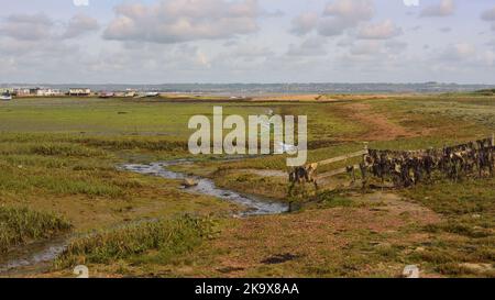 Der Kench auf Hayling Island bei Ebbe. Stockfoto