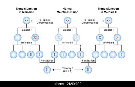 Wissenschaftliche Gestaltung von Nondisjunction in der Trisomie 9. Bunte Symbole. Vektorgrafik. Stock Vektor