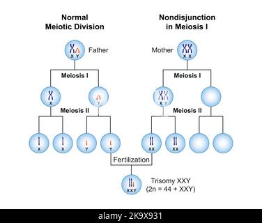 Wissenschaftliche Planung von Nondisjunction bei Trisomie XXY (Klinefelter-Syndrom) . Bunte Symbole. Vektorgrafik. Stock Vektor