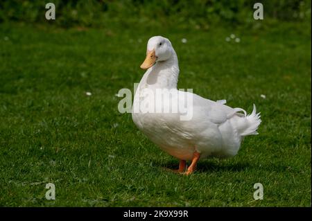 Große weiße schwere Ente, auch bekannt als America Pekin Duck, Long Island Duck, Pekin oder Aylesbury Duck, Anas platyrhynchos domesticus Stockfoto