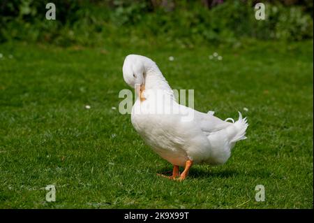 Große weiße schwere Ente, auch bekannt als America Pekin Duck, Long Island Duck, Pekin oder Aylesbury Duck, Anas platyrhynchos domesticus Stockfoto
