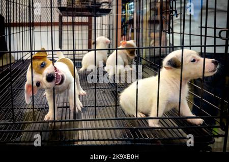 Chatuchak Market, Bangkok, Thailand, 30. Oktober 2022. Sehr junge Welpen in einem Käfig gehalten und bereit zum Verkauf auf dem Chatuchak Nachtmarkt in Bangkok, Thailand. Der Verkauf von Haustieren in Thailand ist weitgehend unreguliert. Quelle: Andy Soloman/Alamy Live News Stockfoto