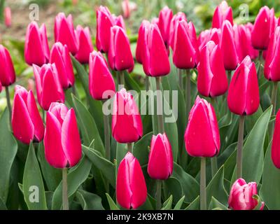 Rosa Tulpen, Sorte Capri Dream, wächst in einem Garten Stockfoto