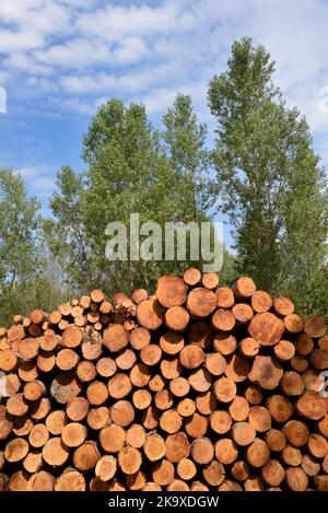 Schnittholz oder gestapeltes Holz aufgeschichtet bereit für die Verarbeitung oder Lieferung an den Holzhof in den französischen Alpen Frankreich Stockfoto