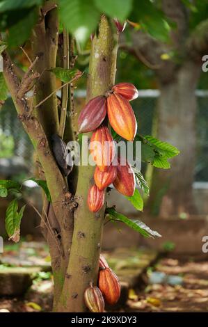 Kakaopflanzenbaum in der Landwirtschaft Bauernhof an hellen sonnigen Tag Stockfoto