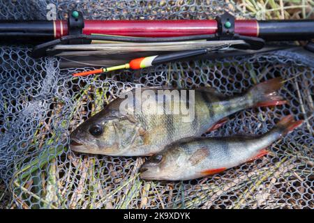 Fische fangen. Mehrere Fische von gemeinem Barsch oder europäischem Barsch, bekannt als Perca Fluviatilis mit Schwimmstab auf schwarzem Fischernetz. Stockfoto