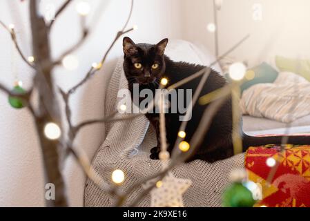 Schwarze Katze, die auf einem Sofa vor einem Weihnachtsschmuck in einem Haus steht Stockfoto