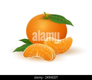 Abbildung der Segmente in Mandarin Stock Vektor