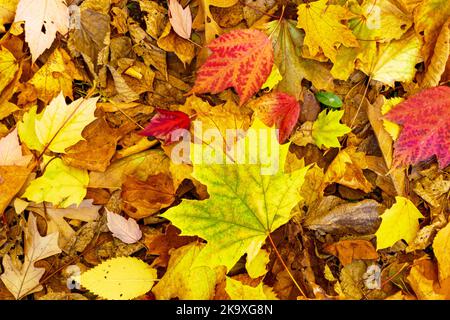 Bunte Herbstblätter auf dem Boden, darunter Blätter der Norwegens und rote Ahornbäume. Stockfoto