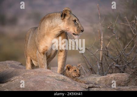 Löwe (Panthera leo), Mutter mit kleinem Jungen, schätzungsweise 6-8 Wochen alt Stockfoto