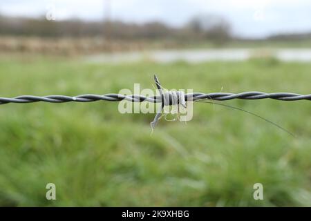 Wildschwein (Sus scrofa) Haare auf einem Stacheldrahtzaun gefangen, wo die Tiere unter sie schieben, Großbritannien Stockfoto