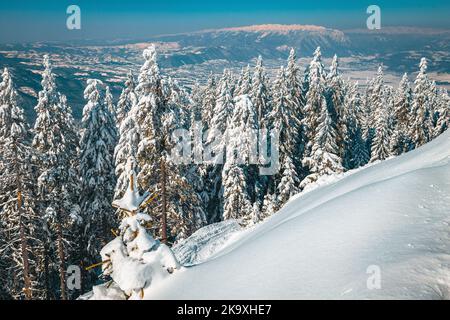 Majestätische Winterlandschaft mit schneebedeckten Pinien und Wald auf dem Bergrücken. Blick auf die Berge von Piatra Craiului vom Skigebiet Poiana Brasov, Stockfoto