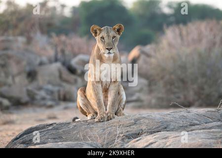 Löwe (Panthera leo). Weibchen, sitzend auf einem Felsvorsprung Stockfoto