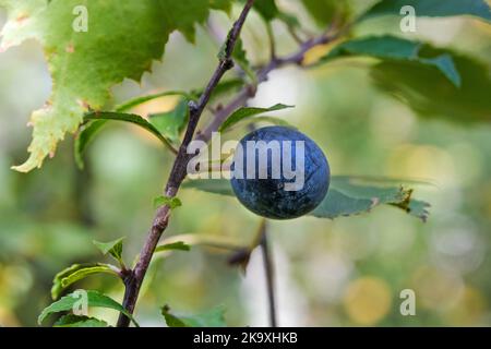 Schlehe Berry auf einem Schwarzdornbusch (Prunus spinosa), Großbritannien Stockfoto