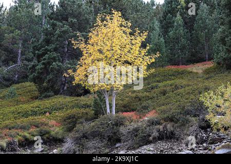 Farbenfroher Rowan-Baum (Sorbus aucuparia) im Herbst, Pyrenäen, Frankreich Stockfoto