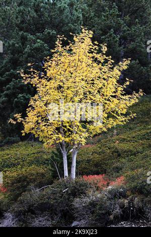 Farbenfroher Rowan-Baum (Sorbus aucuparia) im Herbst, Pyrenäen, Frankreich Stockfoto