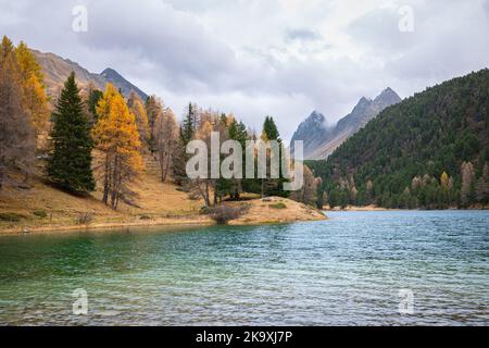 Landschaftlich reizvolle Herbstansicht eines Sees in den Schweizer alpen namens 'Lai da Palpuogna' im Kanton Graubünden, Schweiz. Stockfoto