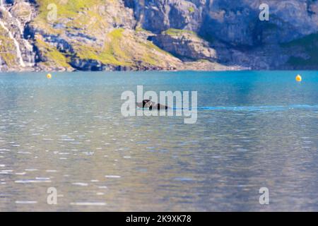 Schwarzer labrador Retriever beim Schwimmen im Oeschinensee bei Kandersteg im Berner Oberland, Schweiz Stockfoto