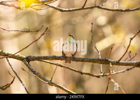 Ein wilder singvögel, ein gelber, grüner und weißer Vogel, der Waldsänger, der auf einem Ast sangen. Sonniger Frühlingstag im Wald. Verschwommenes Braun und oran Stockfoto