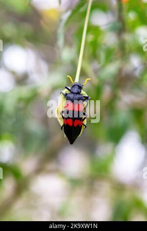 Rot-schwarzer Blasenkäfer, Mylabris oculata, auch bekannt als Nairobi-Fliege oder Bohnenkäfer, auf einer Pflanze in Nairobi, Kenia. Diese Insekten scheiden ein bis aus Stockfoto