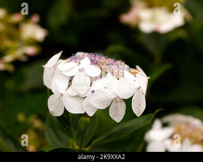 Nahaufnahme des weißen und blauen Blütenkopfes der mehrjährigen Laubpflanze Hydrangea macrophylla Lanarth. Stockfoto