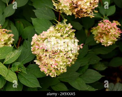 Nahaufnahme der rosa weißen konisch geformten Blume der Laub mehrjährigen Gartenpflanze Hydrangea paniculata Rampenlicht im Herbst gesehen. Stockfoto