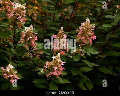 Nahaufnahme der reifen rosa Herbstblume der Laubgartenpflanze Hydrangea paniculata Big Ben. Stockfoto