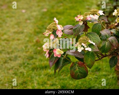 Nahaufnahme der reifen rosa Herbstblume der Laub-mehrjährigen Gartenpflanze Hydrangea macrophylla Veitchii. Stockfoto