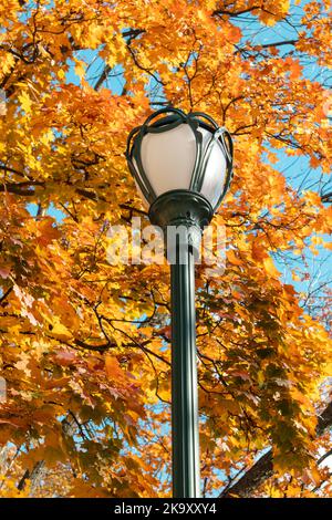 Laternenpfosten aus Metall, Straßenlampe im goldenen Herbst. Ahornbäume mit gelben Blättern am blauen Himmel, herbstliche Stadtpark-Straßenlaterne Stockfoto