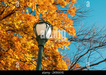 Grüner Laternenpfosten, Straßenlaterne im goldenen Herbst. Ahornbäume mit gelben Blättern am blauen Himmel, herbstlicher Stadtpark Stockfoto