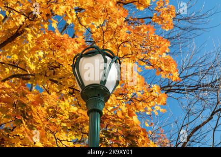 Grüne stilvolle Laterne Post close-up, Straßenlampe im goldenen Herbst. Ahornbäume mit gelben Blättern am blauen Himmel, herbstlicher Stadtpark Stockfoto