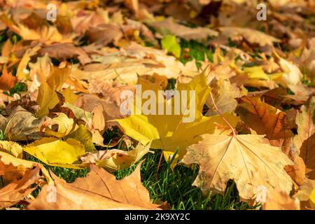 Gefallene gelbe Ahornblätter aus der Nähe im Herbst, die auf grünem Gras im Stadtpark liegen. Saisonal herbstliche Stimmung im Hintergrund Stockfoto