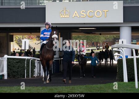 Ascot, Bergen, Großbritannien. 29.. Oktober 2022. Jockey Lorcan Williams auf dem Pferd Samarrive begeben sich auf die Rennstrecke in der „Limited Handicap Steeple Chase“ von Ascot Underwriting Novices bei Ascot Races. Samarrive hatte einen schlimmen Sturz im Rennen, stand aber zum wohl wieder auf. Trainer Paul Nicholls, Ditcheat. Besitzer Frau Johnny de la Hey. Quelle: Maureen McLean/Alamy Live News Stockfoto