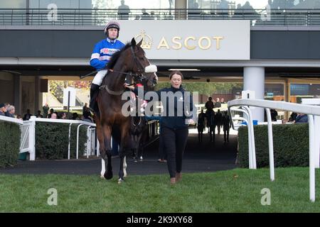 Ascot, Bergen, Großbritannien. 29.. Oktober 2022. Jockey Lorcan Williams auf dem Pferd Samarrive begeben sich auf die Rennstrecke in der „Limited Handicap Steeple Chase“ von Ascot Underwriting Novices bei Ascot Races. Samarrive hatte einen schlimmen Sturz im Rennen, stand aber zum wohl wieder auf. Trainer Paul Nicholls, Ditcheat. Besitzer Frau Johnny de la Hey. Quelle: Maureen McLean/Alamy Live News Stockfoto