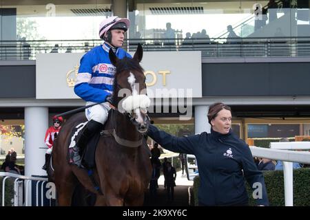 Ascot, Bergen, Großbritannien. 29.. Oktober 2022. Jockey Lorcan Williams auf dem Pferd Samarrive begeben sich auf die Rennstrecke in der „Limited Handicap Steeple Chase“ von Ascot Underwriting Novices bei Ascot Races. Samarrive hatte einen schlimmen Sturz im Rennen, stand aber zum wohl wieder auf. Trainer Paul Nicholls, Ditcheat. Besitzer Frau Johnny de la Hey. Quelle: Maureen McLean/Alamy Live News Stockfoto