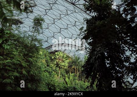 Im Regenwaldbiom. Eine von mehreren honigwabenförmigen Ökobiomen beim Eden Project in Bodelva, St. Austell, Cornwall Stockfoto