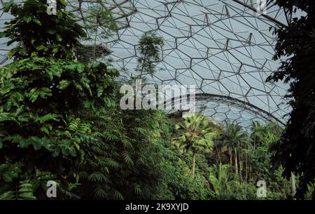 Im Regenwaldbiom. Eine von mehreren honigwabenförmigen Ökobiomen beim Eden Project in Bodelva, St. Austell, Cornwall Stockfoto